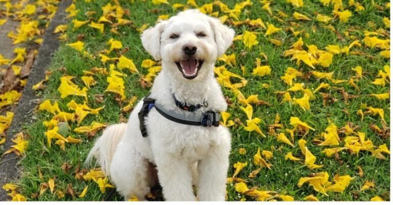 a historia da babi e vanessa